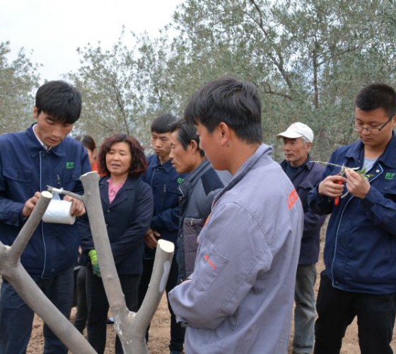 公司從產(chǎn)業(yè)鏈起始端著手，引進(jìn)良種優(yōu)苗，繁育基地苗圃，優(yōu)化樹(shù)種，以?xún)?yōu)質(zhì)的橄欖樹(shù)苗為生產(chǎn)特級(jí)初榨橄欖油提供基礎(chǔ)保障。在以自建萬(wàn)畝國(guó)家標(biāo)準(zhǔn)化油橄欖..