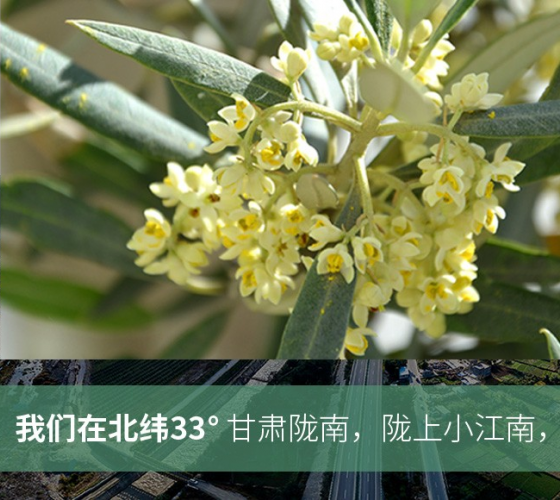 武都的氣候、土壤等與地中海沿岸極其相似，同處于世界頂級(jí)油橄欖黃金生產(chǎn)帶（32°58--33°36）年平均氣溫為14.7°，年日照時(shí)數(shù)1911..
